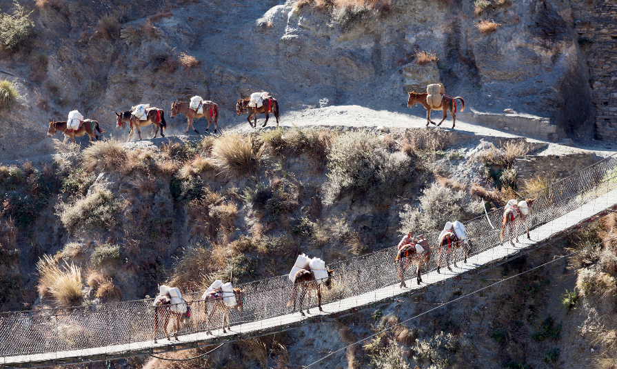 A mule caravan crossing suspension bridge over Thuli Bheri Nadi river, Tripurakot, Dolpa District, Nepal.