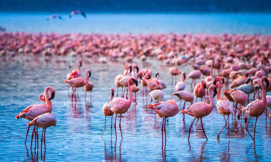 Africa. Kenya. Lake Nakuru. Flamingo. Flock of flamingos. The nature of Kenya. Birds of Africa