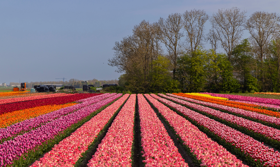 Field of tulips near Lemmer, Friesland, Netherlands