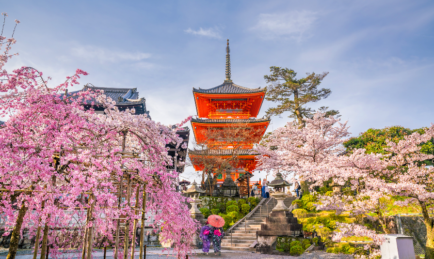 Kiyomizu-dera Temple and cherry blossom season (Sakura) spring time in Kyoto, Japan