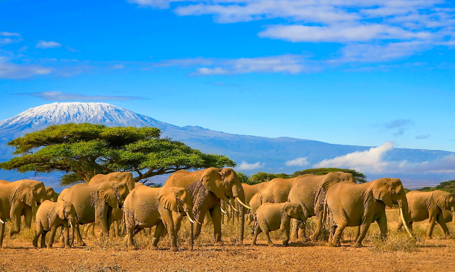  snow capped Kilimanjaro mountain in Tanzania in the background, under a cloudy blue skies.