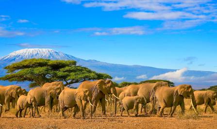 Best of East Africa Wildlife & Safaris 10Days