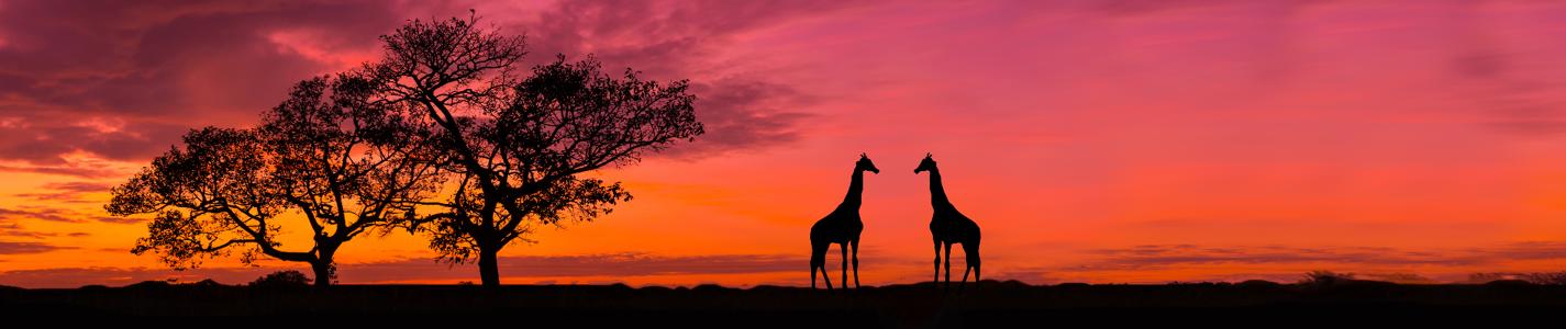Amazing sunset and sunrise.Panorama silhouette tree in africa with sunset.Tree silhouetted against a setting sun.Dark tree on open field dramatic sunrise.Safari theme.Giraffes African.