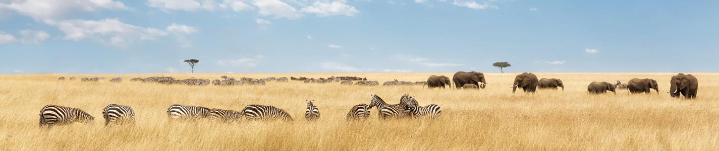 Elephants herd and migrating zebra  in the Masai Mara. Panorama in popular social media banner dimensions
