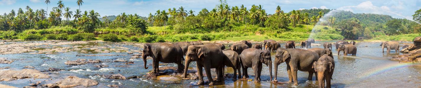 Panorama of  Herd of elephants at the Pinnawala Elephant Orphanage in central Sri Lanka