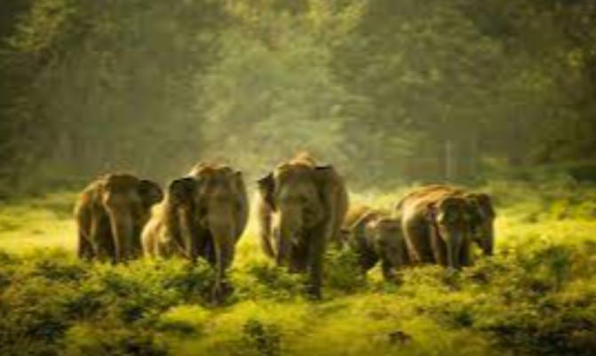  SRI LANKA elephants