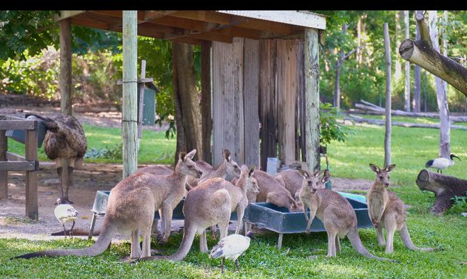 kangaroos in Rockhampton Zoo
