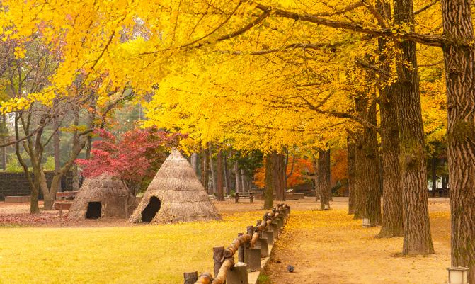 Autumn in South Korea and Ginkgo Tree at Nami Island Chunchon South Korea .