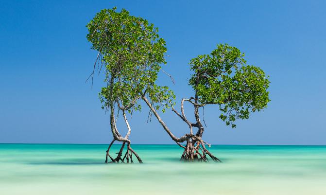 Beautiful and colorful long exposure of Mangrove trees standing in the sea on Havelock Island in the Andaman and Nicobar Islands, India during high tide. 