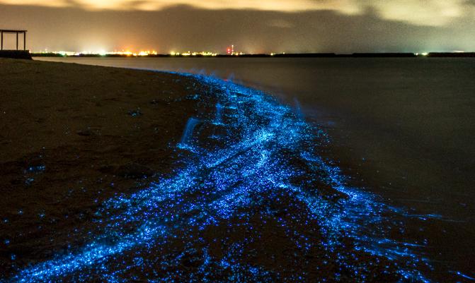 Bio luminescence. Illumination of plankton at Maldives. Many bright particles at the beach.