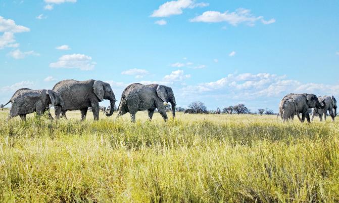 Elephant Herd - Chobe National Park, Botswana: Herd of elephants returning from a mud bath and walking peacefully on a green and yellow grass plain.