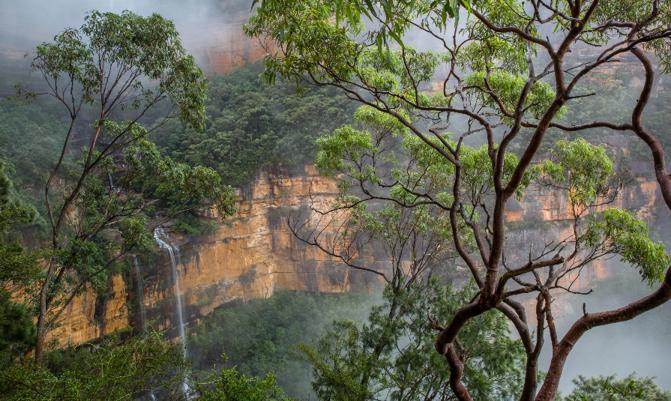 Foggy Wentworth Falls and Eucaliptus Tree, Blue Mountains, Australia