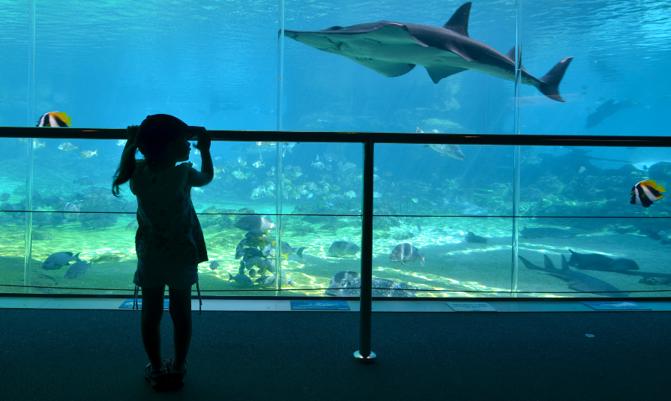 GOLD COAST -  Silhouette of a young girl  looks at sharks at Shark Bay in Sea World Gold Coast Australia.It is the world's largest man-made lagoon system for sharks.