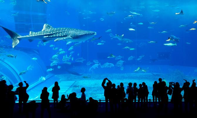 Giant whale shark in Aquarium
