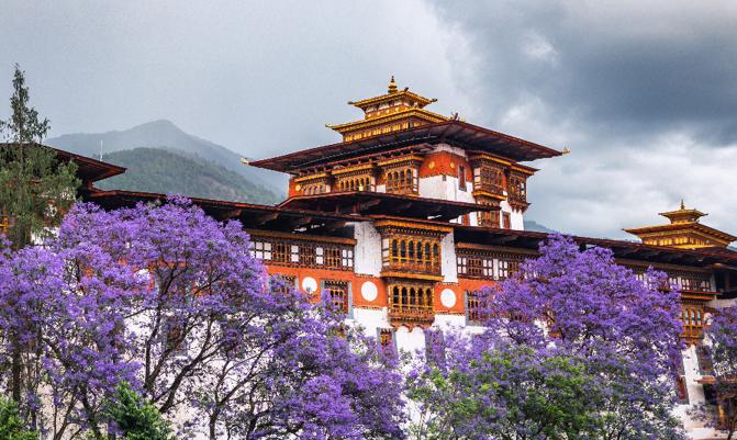 The beautiful Dzong of Punakha shining in the monsoon glory with purple trees to compliment.