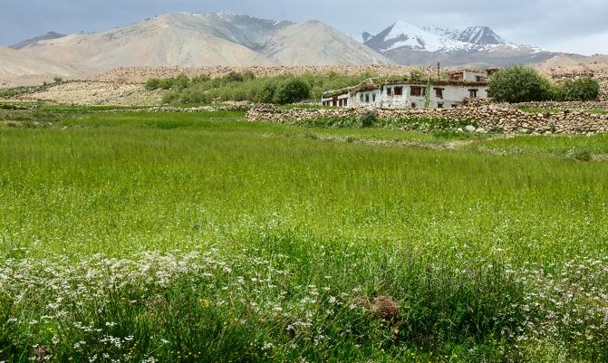 Tibetan village with wheat field in Leh, Ladakh, India. Ladakh is one of the most sparsely populated regions in Jammu and Kashmir.