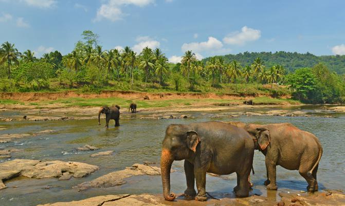elephants in the river, Yaka National PArk, Srilanka