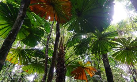 Daintree National Park